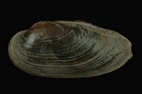 藏品(石蚌)的圖片